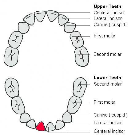 Human Teeth And Names لم يسبق له مثيل الصور Tier3 Xyz