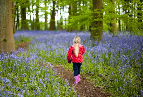 Photographing the Bluebells