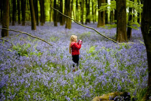 In the Bluebells