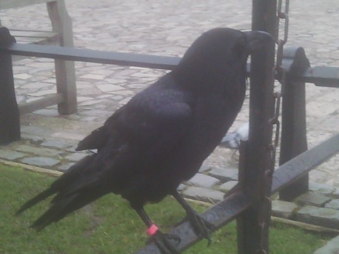 Raven - Worrybomb