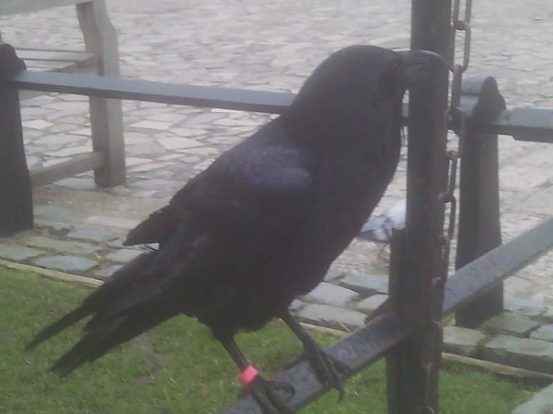 Raven - Worrybomb
